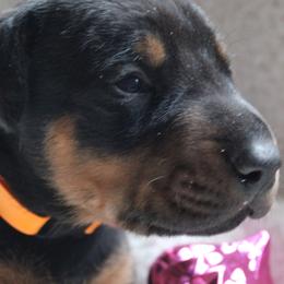 Doberman Pinschers from Dobies of WV