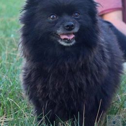 Ash - Pomeranian