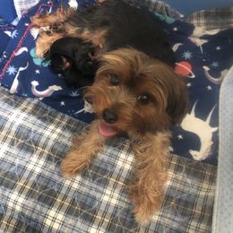 Yorkshire Terrier Puppies from Jackie Jenny’s Precious Yorkies
