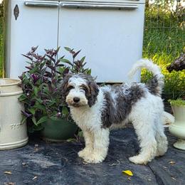 Murphy (reduced) - Merle male Cavapoo puppy in Underwood, Minnesota from Tru Cuddle Pups