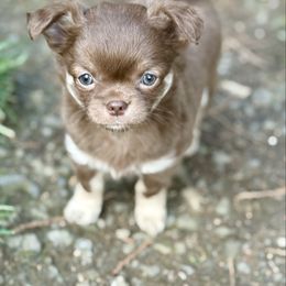 Lulu - Chocolate and tan Chihuahua puppy in Yamhill, Oregon from Diamond Dog Chihuahuas