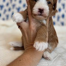 Cubbie - Red male Bernedoodle puppy in Peoria, Arizona from Grand Canyon Bernedoodles
