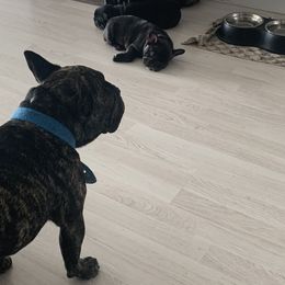 French Bulldog Puppies from Luna and London’s Puppies