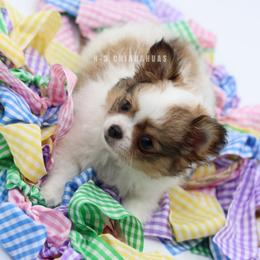 Davey - Chocolate sabled fawn male Chihuahua puppy in Tulsa, Oklahoma from H-3 Chihuahuas