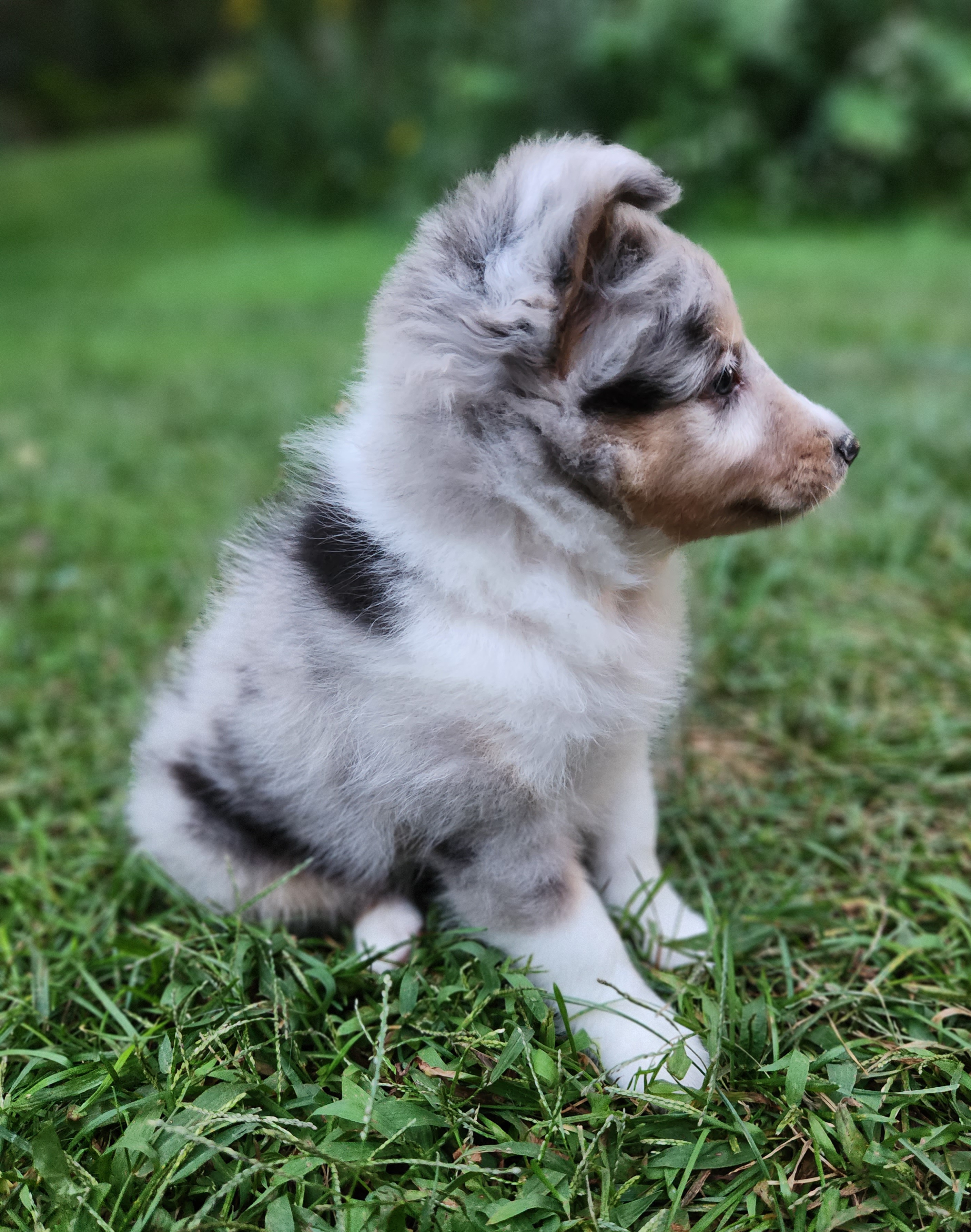 Shetland Sheepdog Puppies from Hope's Heart Shelties