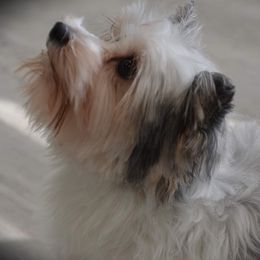 Georgia - Yorkshire Terrier