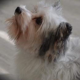 Georgia - Yorkshire Terrier