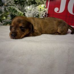 Noel - Dapple female Dachshund puppy in Lumber City, Georgia from CarolinaDachshunds