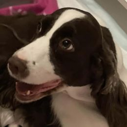 English Springer Spaniels from Windmoor