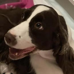 English Springer Spaniels from Windmoor