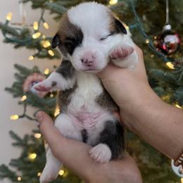Turkey - Red male Pembroke Welsh Corgi puppy in Colbert, Washington from Siclair Crowns Corgis