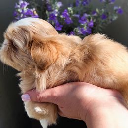 Shih Tzu Puppies from St Roch Shih Tzu