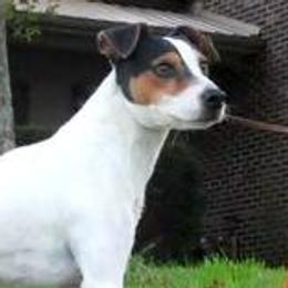 Danzig - Jack Russell Terrier