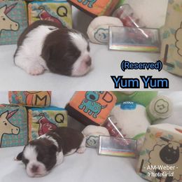 Great Dane and Shih Tzu Puppies from Empire Royalty and Majestic Dane