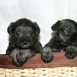 Miniature Schnauzer Puppies from ToMar Miniature Schnauzers 
