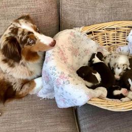 Miniature American Shepherd and Miniature Australian Shepherd Puppies from Lil' Bit Aussie