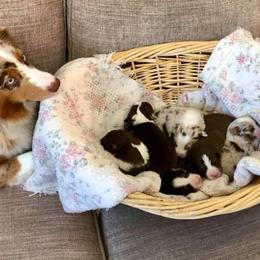 Miniature American Shepherd and Miniature Australian Shepherd Puppies from Lil' Bit Aussie