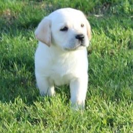 Bella Vista Labradors breeder of 