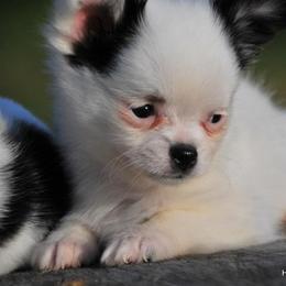 Chihuahua Puppies from Happy Little Chihuahuas