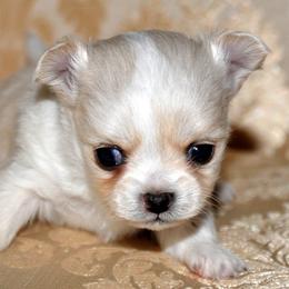 Chihuahua Puppies from Happy Little Chihuahuas