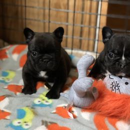French Bulldog Puppies from Crooked Pine French Bulldogs