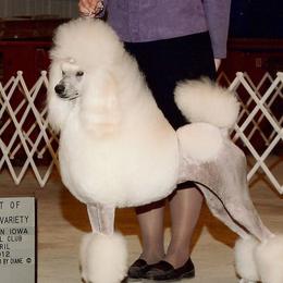 Jezebel - Poodle
