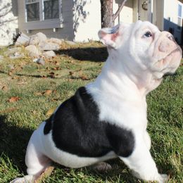 English Bulldog Puppies from Silver State Bulldogs
