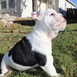 English Bulldog Puppies from Silver State Bulldogs