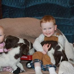 English Springer Spaniel Puppies from Whisky River Gun Dogs