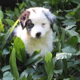 Australian Shepherd Puppies from Moss Cross Creek Aussie’s