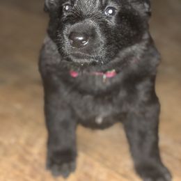 German Shepherd Puppies from Stacey’s German Shepherds