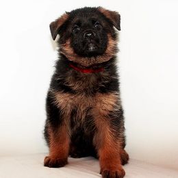 German Shepherd Puppies from Brimka Haus German Shepherds
