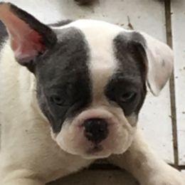 French Bulldog Puppies from Monarchy's Finest French Bulldogs