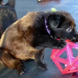 German Shepherd Puppies from Rodina Straze German Shepherds