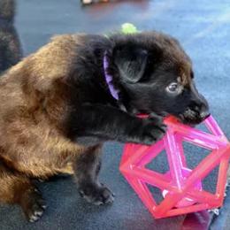 German Shepherd Puppies from Rodina Straze German Shepherds