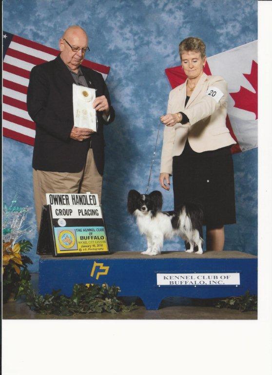 25 cute Papillon puppies for sale in Rochester, New York | Good Dog