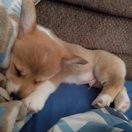 Pembroke Welsh Corgi Puppies from Corgis with Character