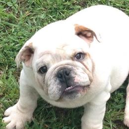 Bullmastiff and Bulldog Puppies from River Region Bullies