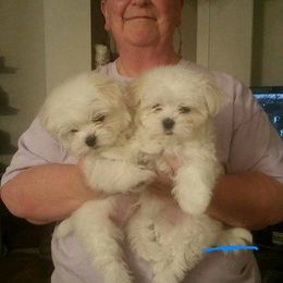 Maltese Puppies from JoDi's Maltese