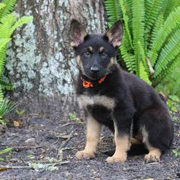 German Shepherd Puppies from Aus der Asche