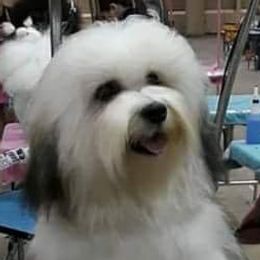 Havanese adult dog