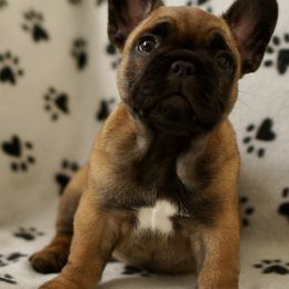 English Bulldog and French Bulldog Puppies from ClayBulldogs