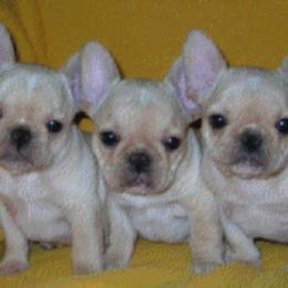 French Bulldog Puppies from Pettybulls