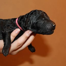 Standard Poodle Puppies from Azel Standard Poodles