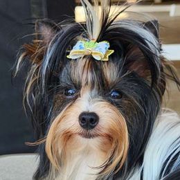 Spike - Biewer Terrier