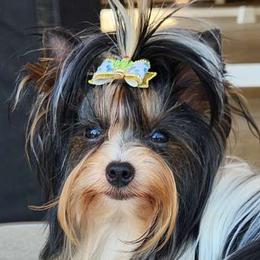 Spike - Biewer Terrier
