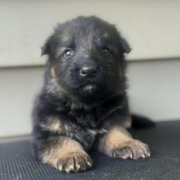 Male 1 - Black and red male German Shepherd puppy in Salem, South Carolina from Von Maqqedah Haus German Shepherds