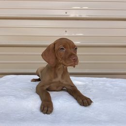 German Shorthaired Pointer and Vizsla Puppies from Pilgrims Trails Shorthairs