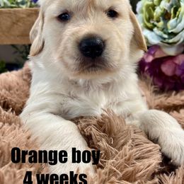 Golden Retriever Puppies from Gaddis Golden Retrievers