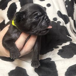 Neon yellow collar - Black female Pug puppy in Deer Park, Texas from Butler Pugs and Frenchies